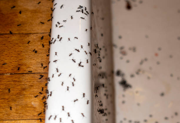 Best Spider Control Near Me  in Hollymead, VA