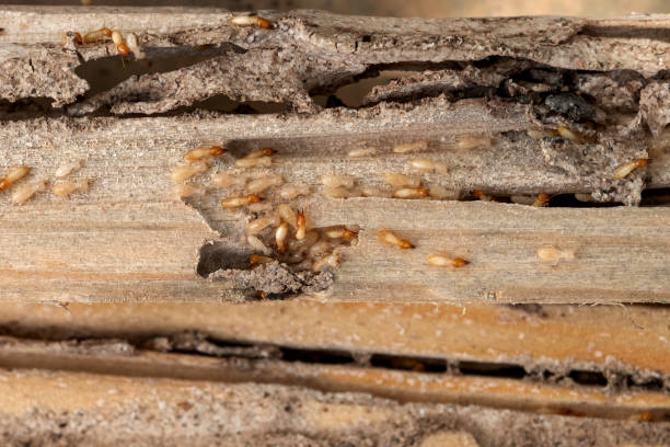 Bird Control in Hollymead, VA