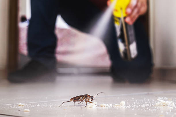 Best Local Pest Control Services  in Hollymead, VA
