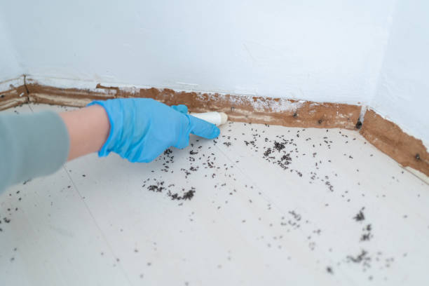 Best Pest Control Near Me  in Hollymead, VA